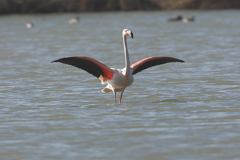 Fenicotteri rosa